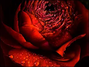 Róża, Rosa