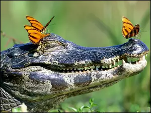 Krokodyla, Motyle, Głowa