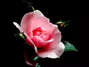 Liście, Kwiat, Róża