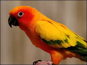 Pióra, Papuga, Kolorowe