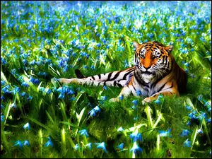 Leżący, Trawa, Tygrys, Kwiaty
