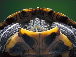 Żółw, Skorupa