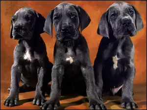 Trzy, Dog niemiecki, Czarne, Szczeniaki
