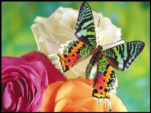 Kwiaty, Kolorowy, Motyl