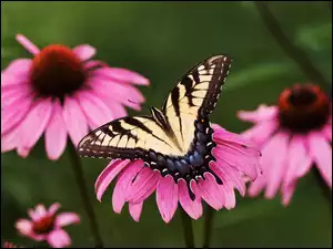 jeżówka, Motyl, kwiat