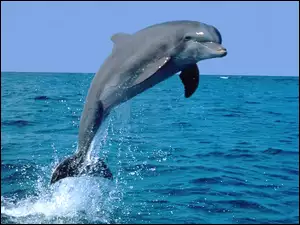 Morze, Delfin, Skok