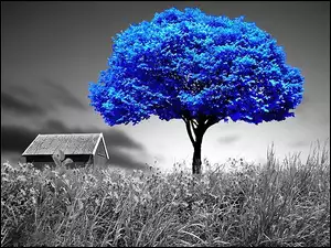 Drzewo, Łąka, Niebieskie