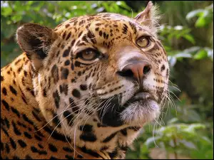 Wąsy, Jaguar, Głowa
