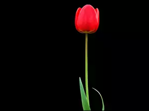 Tulipan, Czerwony, Samotny