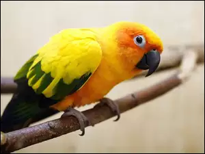 Pomarańczowa, Skrzydła, Papuga, Zielono-Żółte
