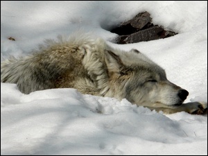 Śnieg, Śpiący, Wilk