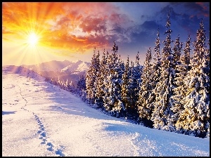 Zima, Choinki, Śnieg, Słońce