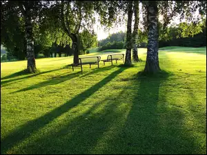Park, Drzewa, Trawa, Brzozy, Ławeczki
