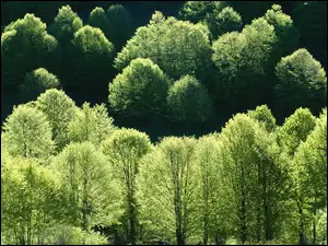 Drzewa, Wiosna, Zielone, Korony