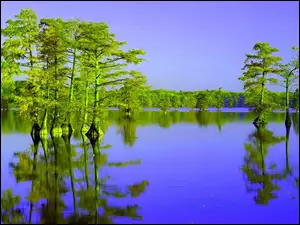 Drzewa, Spokojne, Jezioro