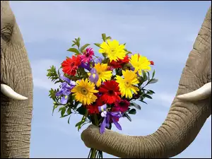 Dwa, Kwiatów, Słonie, Bukiet