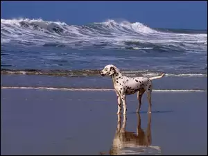 Morze, Pies, Dalmańczyk