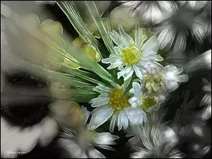 Fractalius, Kwiaty, Polne