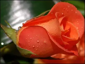 Róża, Samotna, Pomarańczowa