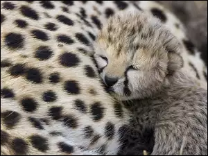 Mały, Gepard