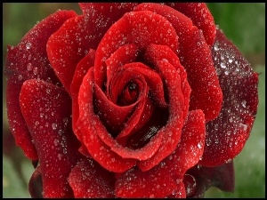 Czerwona, Deszczu, Róża, Krople