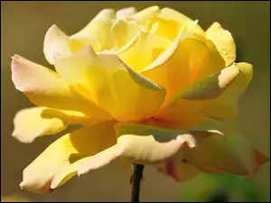 Żółta, Rosa, Róża, Kwiaty
