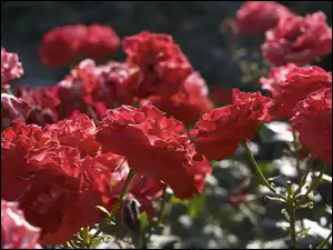 Róże, Parkowe