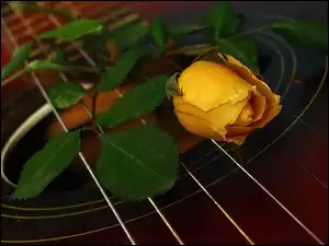 Struny, Róża, Gitara