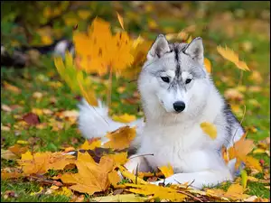 Jesień, Pies, Husky