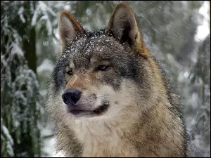 Wilk, Śnieg