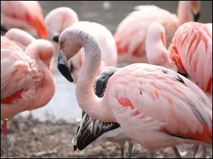 Stado, Ptaki, Flamingi Chilijskie