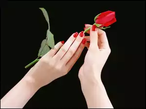 Dłonie, Czerwona, Róża