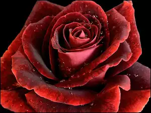 Czerwona, Róża