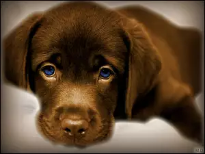 Oczy, Pies, Nibieskie