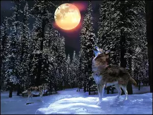 Wilk, Noc, Księżyc, Las
