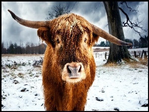 Zima, Krowa szkocka