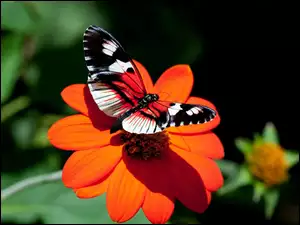 Kwiat, Motyl, Czerwony