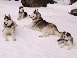 Siberian Husky, Psy, Rodzina