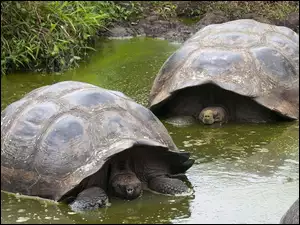 Dwa, Woda, Duże, Żółwie