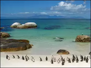 Pingwiny, Plaża, Morze
