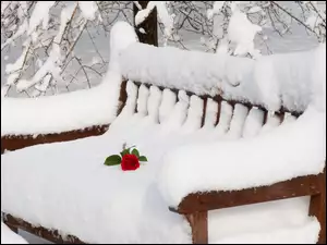Ławka, Zima, Śnieg, Róża
