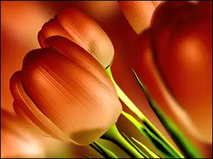 Kwiat, Tulipany, Łodyga