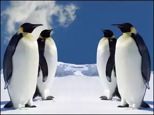 Cztery, Lód, Pingwiny, Śnieg