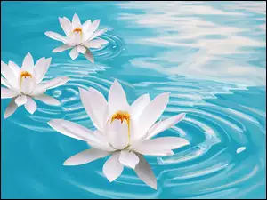 Lilia wodna, Piękne, Kwiaty