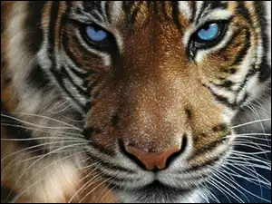 Tygrys, Wąsy, Niebieskie, Oczy