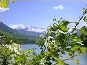 Gałązka, Jezioro, Kwiaty, Wiśni