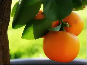 Pomarańcze, Drzewko, Pomarańczowe