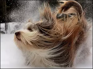 Pies, Śnieg