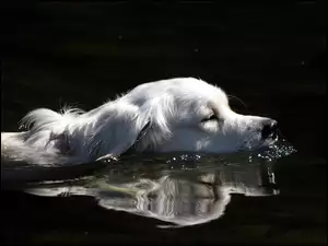 Woda, Biały, Pies