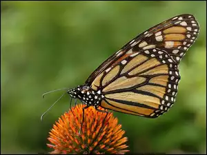 Kwiatek, Motyl, Monarch Danaid